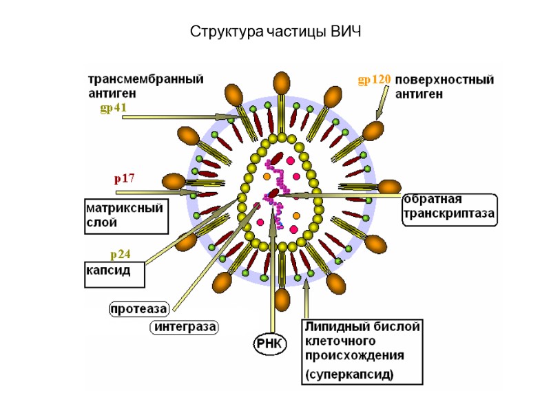 Структура частицы ВИЧ